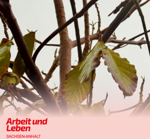 Zu sehen ist eine Baumkrone mit wenigen und zum Teil auch kranken Blättern.