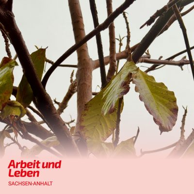 Zu sehen ist eine Baumkrone mit wenigen und zum Teil auch kranken Blättern.